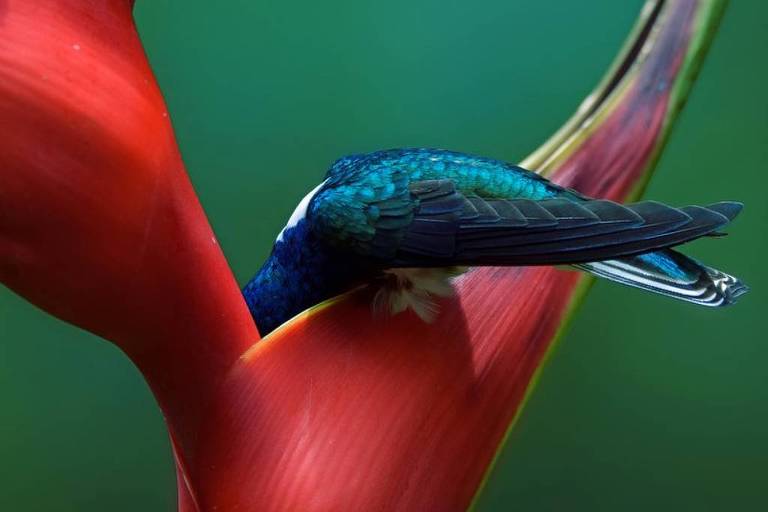  Concurso premia as mais impressionantes fotos de pássaros; veja imagens 