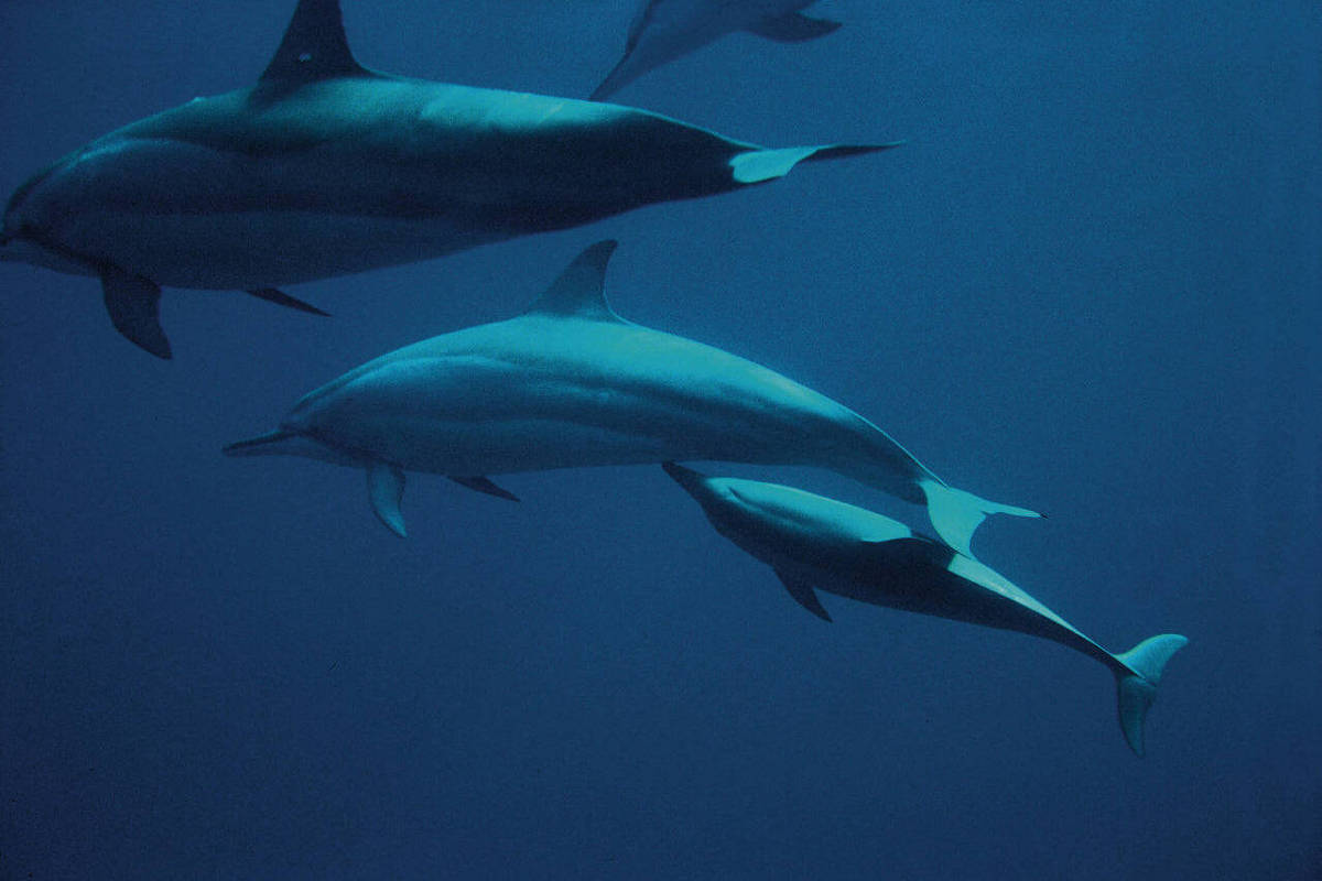 Chefe do ICMBio transfere oceanógrafo de Fernando de Noronha para sertão de Pernambuco