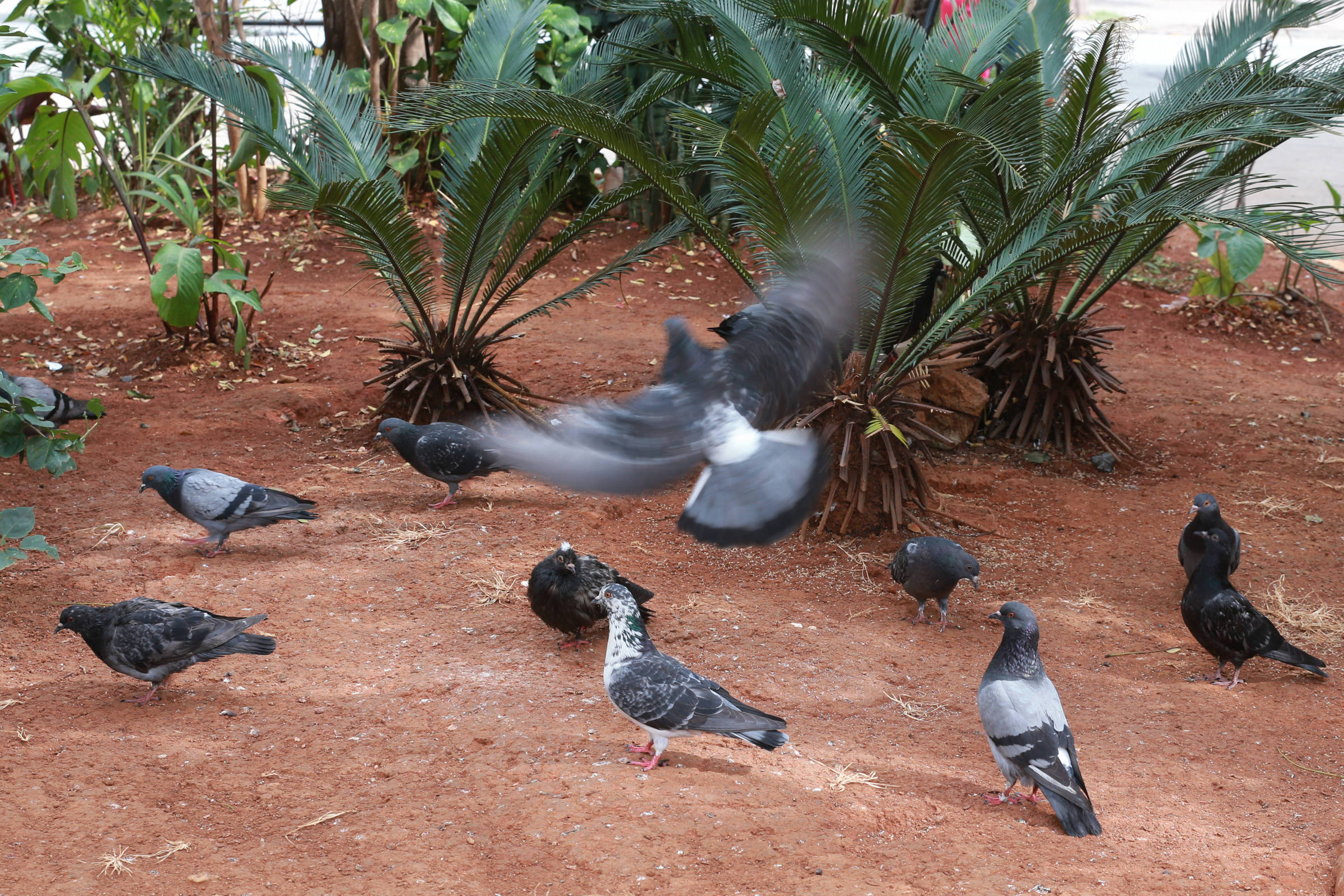 Do pombo transmissao doenca