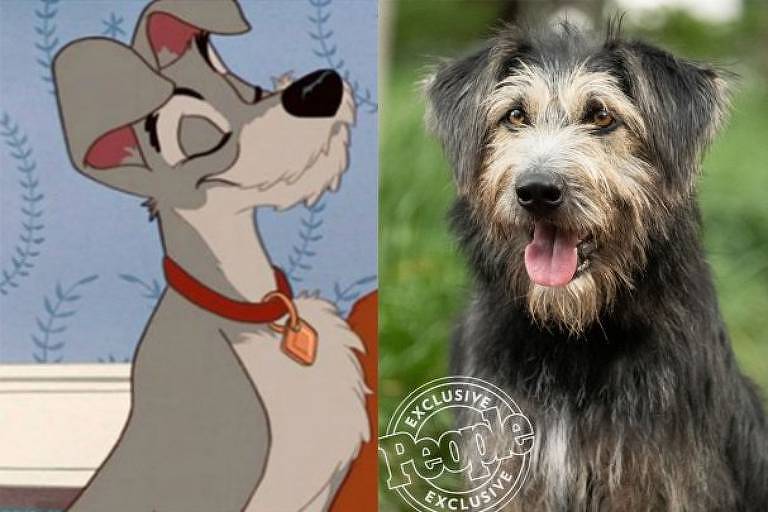 A Dama e o Vagabundo: Cão de nova live-action da Disney escapou da