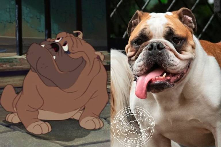 F5 - Cinema e Séries - Disney divulga fotos de cachorros que farão  live-action de 'A Dama e o Vagabundo' - 09/08/2019