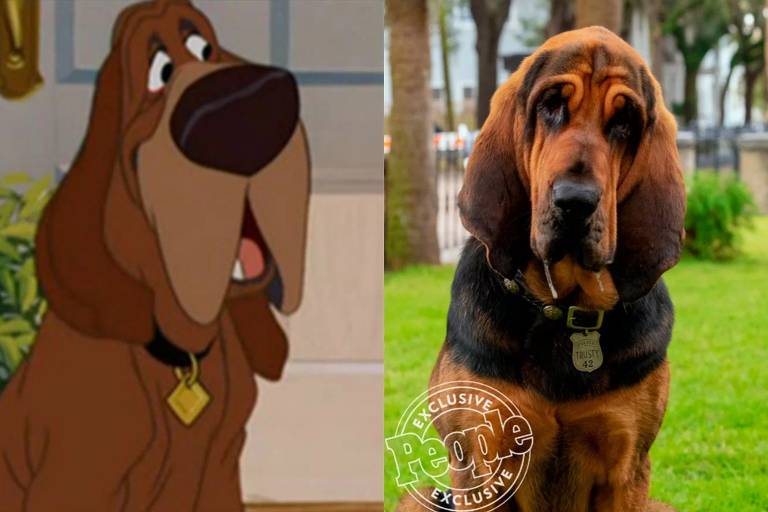 Versão live-action de A Dama e o Vagabundo, da Disney, revela elenco  canino - A Broadway é Aqui!