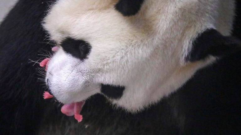 Panda-gigante dá à luz gêmeos 'raros' em zoológico na Bélgica