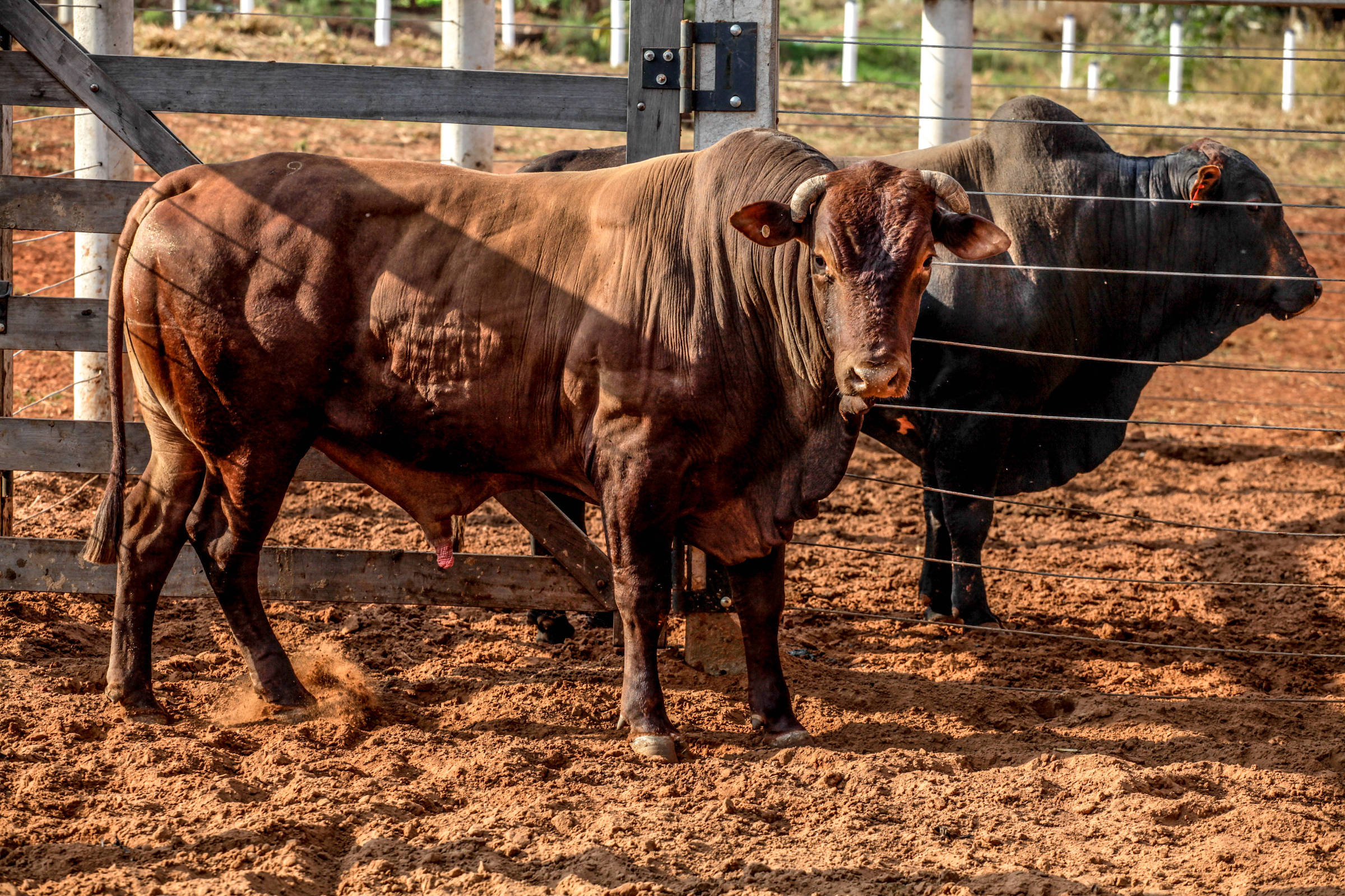 Peão é pisoteado por touro durante montaria na festa de Barretos