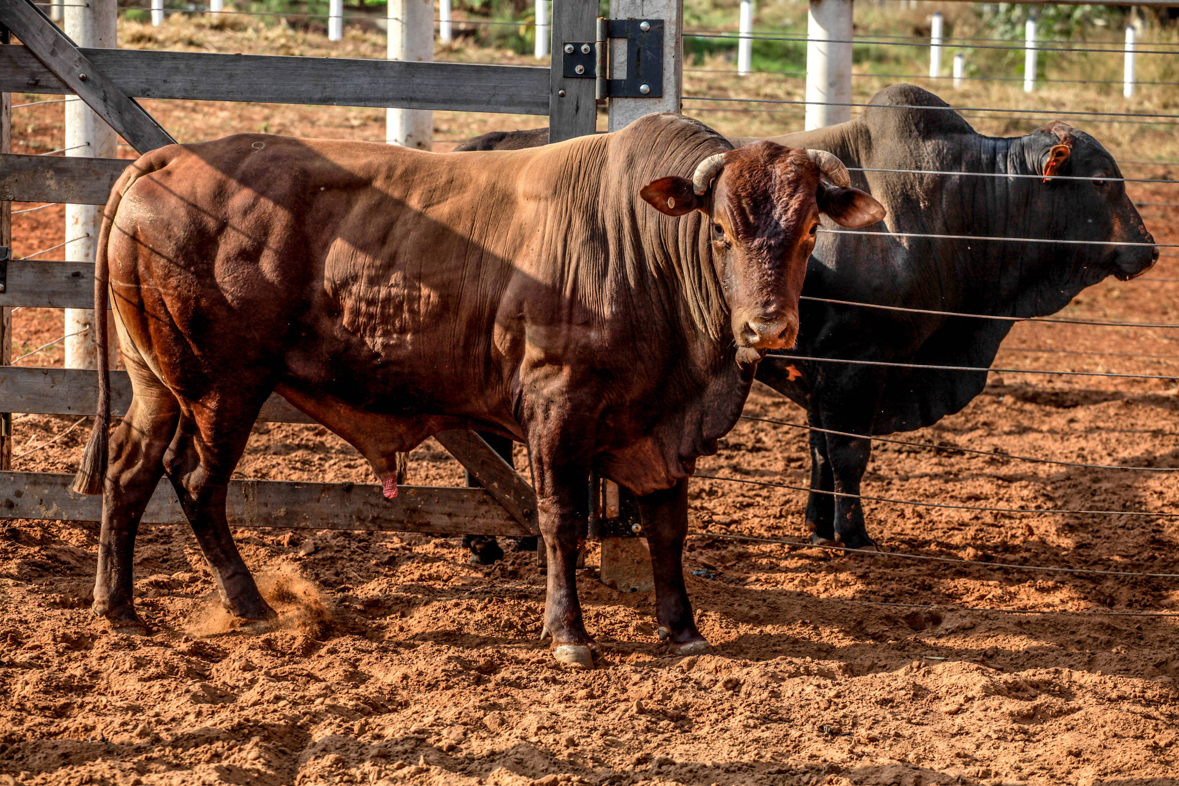 Peão é pisoteado e leva chifrada de touro em Rodeio de Barretos