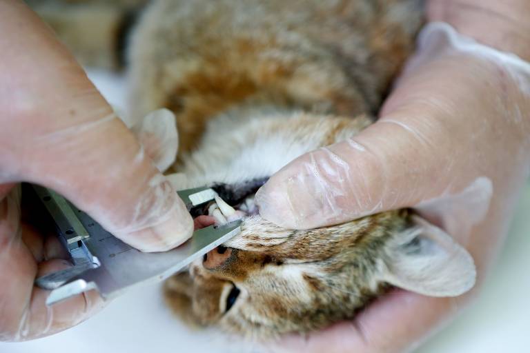 Felino chamado de gato-raposa por camponeses é identificado na ilha de Córsega