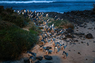 Penguins walk up from the shore at dusk on Phillip Island, Australia, July 10, 2019. (Asanka Brendon Ratnayake/The New York Times)