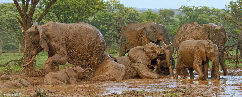Elefantes em banho de lama