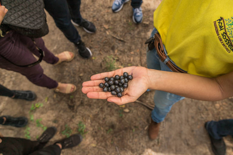 Juliana Dória, anfitriã da experiência na Fazenda Bom Sossego, mostra açaí a turistas, em Porto Seguro