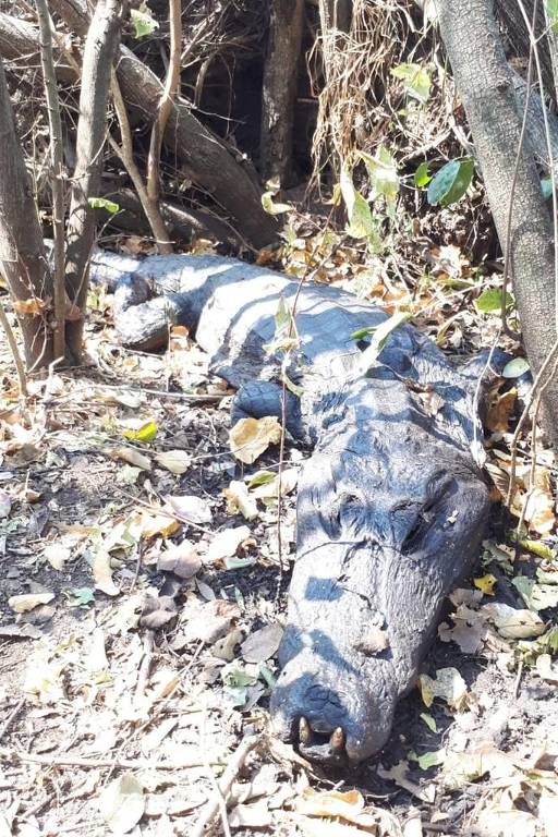 Jacarés encontrados mortos após incêndio no Pantanal