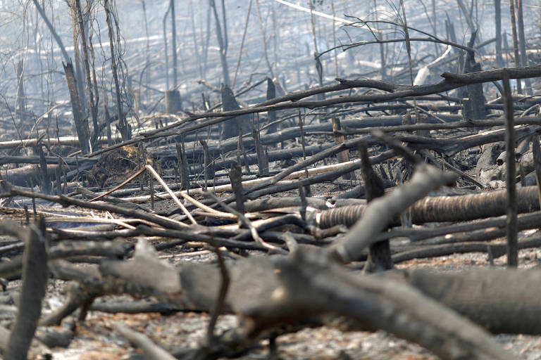 Troncos queimados em trecho de floresta amazônica perto de Porto Velho