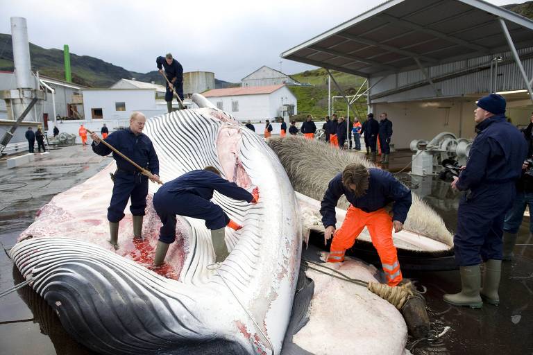 Islândia deve interromper prática de caça a baleias a partir de 2024