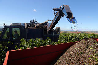 Harvested coffee cherries are collected at a plantation in Sao Joao da Boa Vista