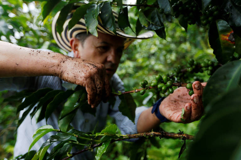 Jose Eliecer Sierra recolhe café manualmente em Pueblorrico, Colômbia