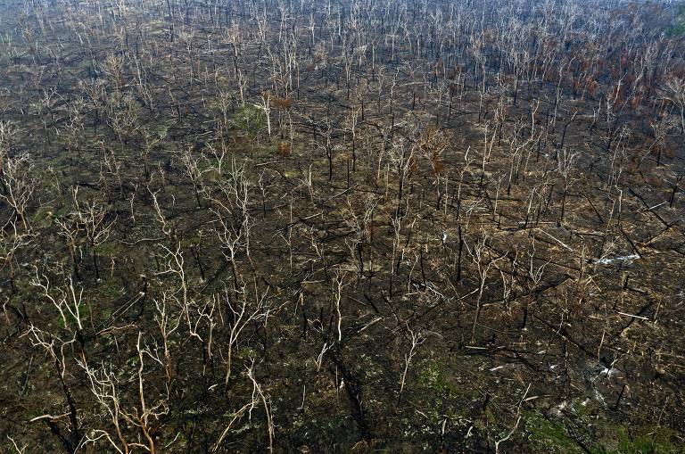 Áreas queimadas na Amazônia, perto de Abunã (RO)