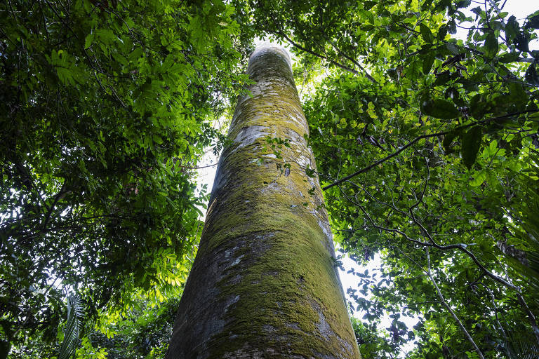 Foto de um tronco de Jatobá, tirada de baixo para cima