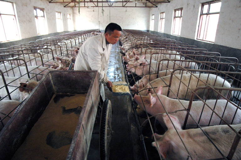 Fazenda de criação de porcos em Huaibei (China).
