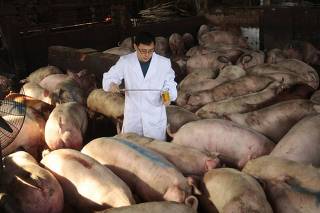 A health quarantine officer collects urine samples of pigs to run tests on ractopamine at a pig farm in Nanjing