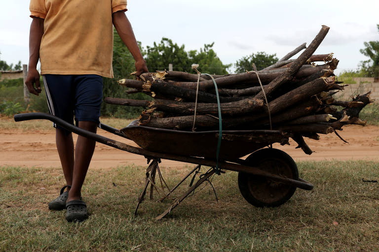 Venezuelanos derrubam árvores para obter lenha para cozinhar