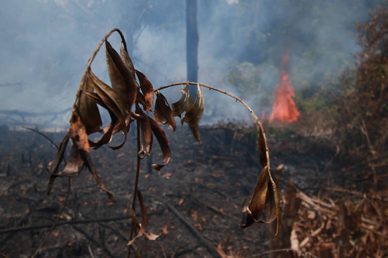 Focos de queimadas na Amazônia castigam áreas da região metropolitana de Manaus
