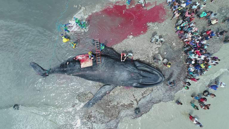 Baleia morre encalhada em Salvador
