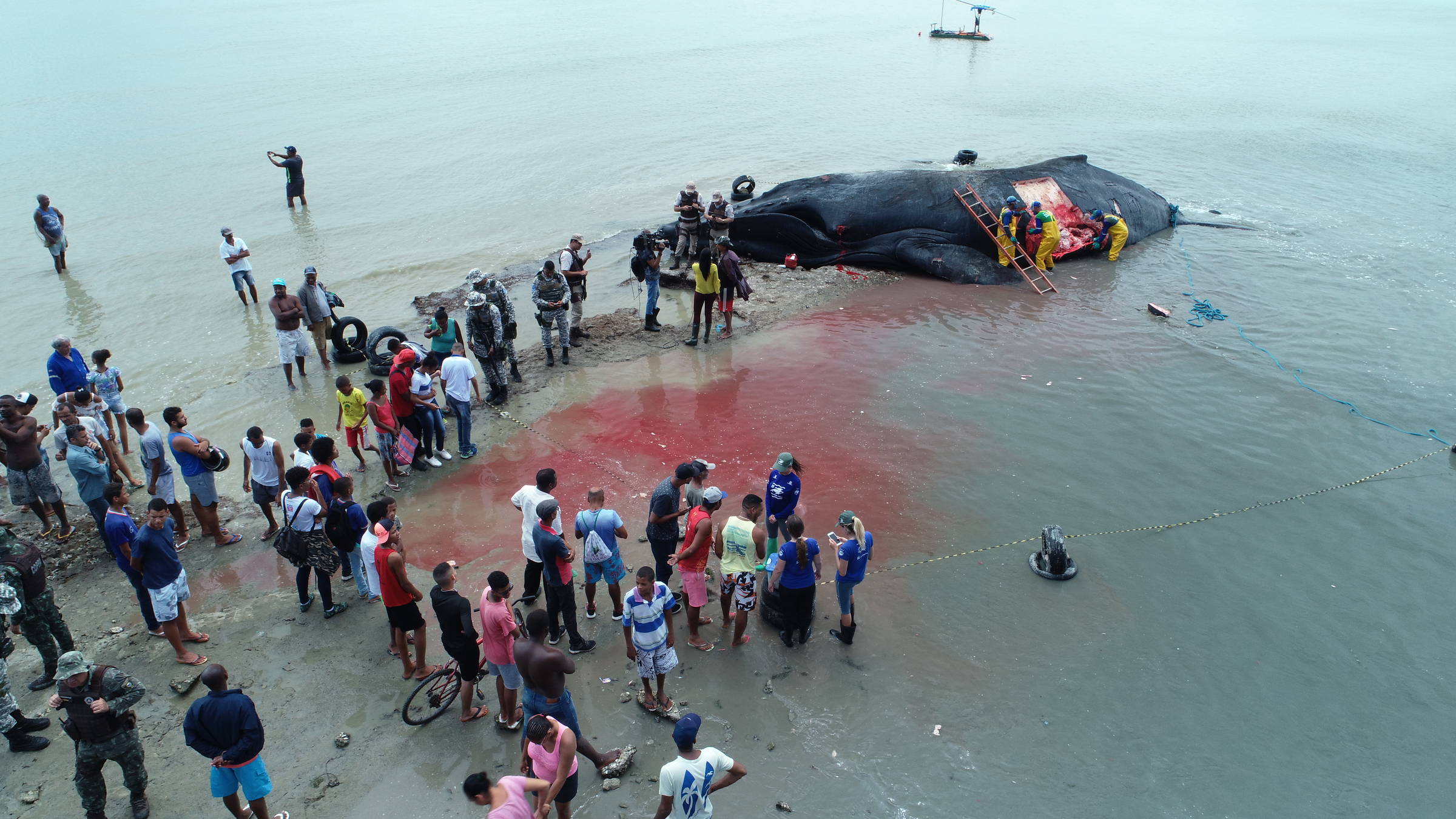 Resultado de imagem para fotos de baleias mortas no nordeste