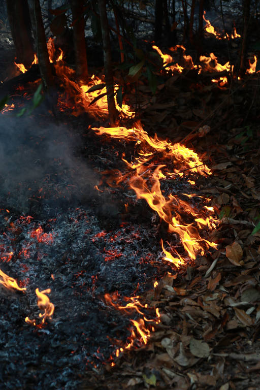 UnB Ciência - Degradação florestal supera desmatamento na Amazônia