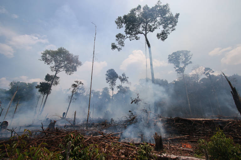 UnB Ciência - Degradação florestal supera desmatamento na Amazônia