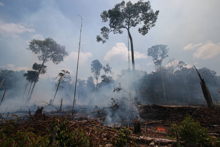 A foto mostra várias árvores queimadas e envoltas de fumaça, com vários matos também queimados no chão.