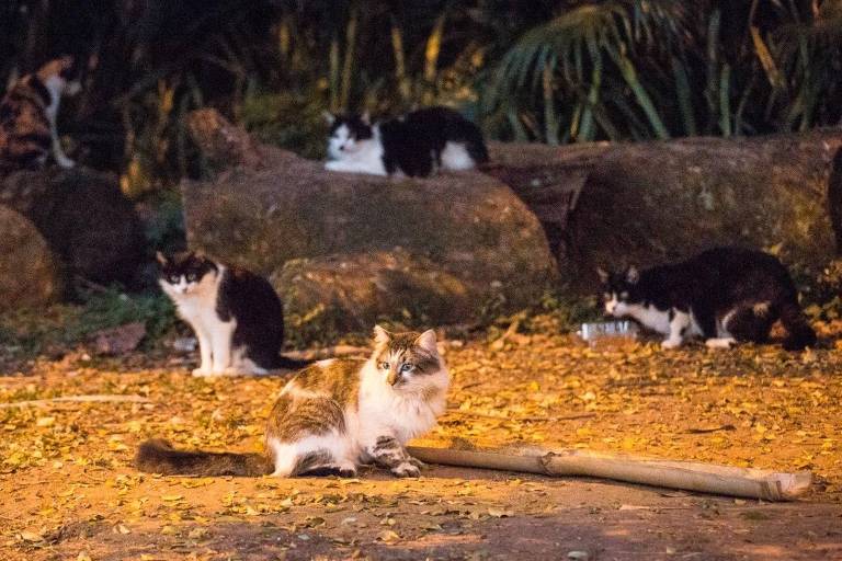 Grupo de gatos no parque da Aclimação, em São Paulo