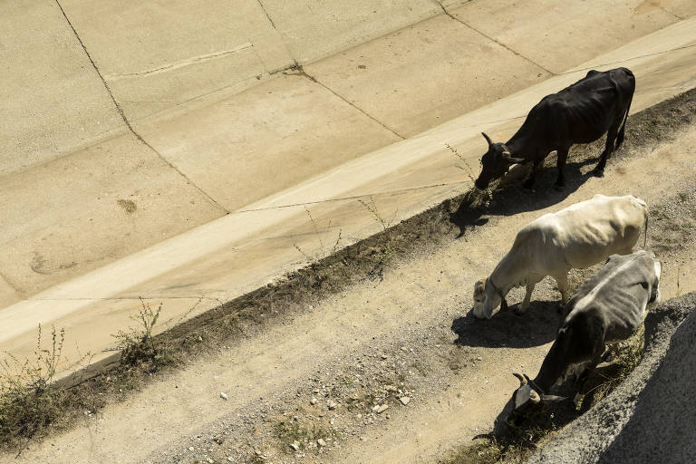 Gado pasta na margem do canal de transposição do rio São Francisco, em trecho próximo à Estação de Bombeamento 6, em Sertania (PE)