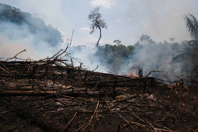 31 de agosto - Pesquisa do Datafolha revela que para 66% dos brasileiros, o Brasil deveria aceitar dinheiro de outros países para combater o desmatamento na Amazônia. Além disso, para 75% dos entrevistados o interesse internacional na Amazônia é legítimo e a floresta está correndo riscos