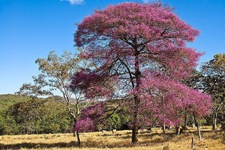 Projetos dependem da floresta em pé para gerar lucro na Amazônia