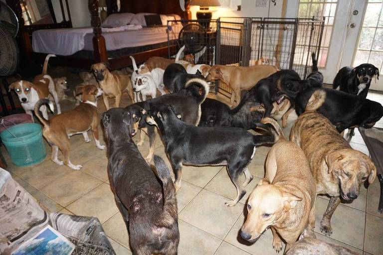 Mulher abriga 97 cães durante furacão nas Bahamas