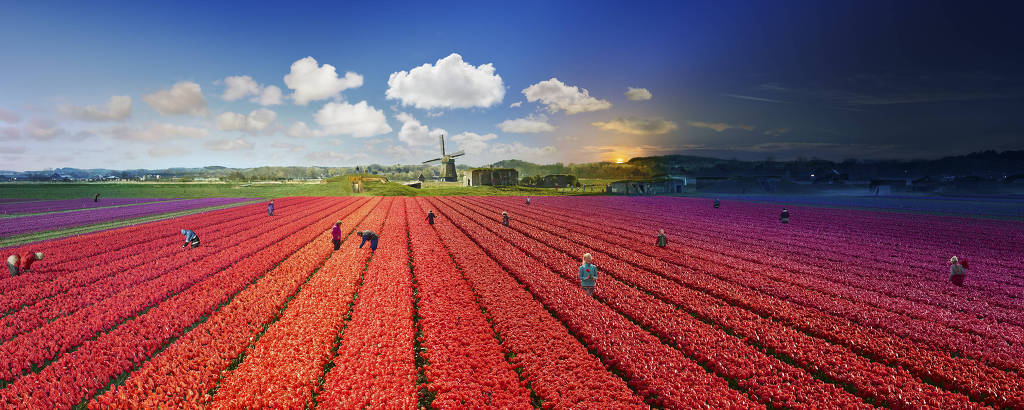 Campo de tulipas na Holanda