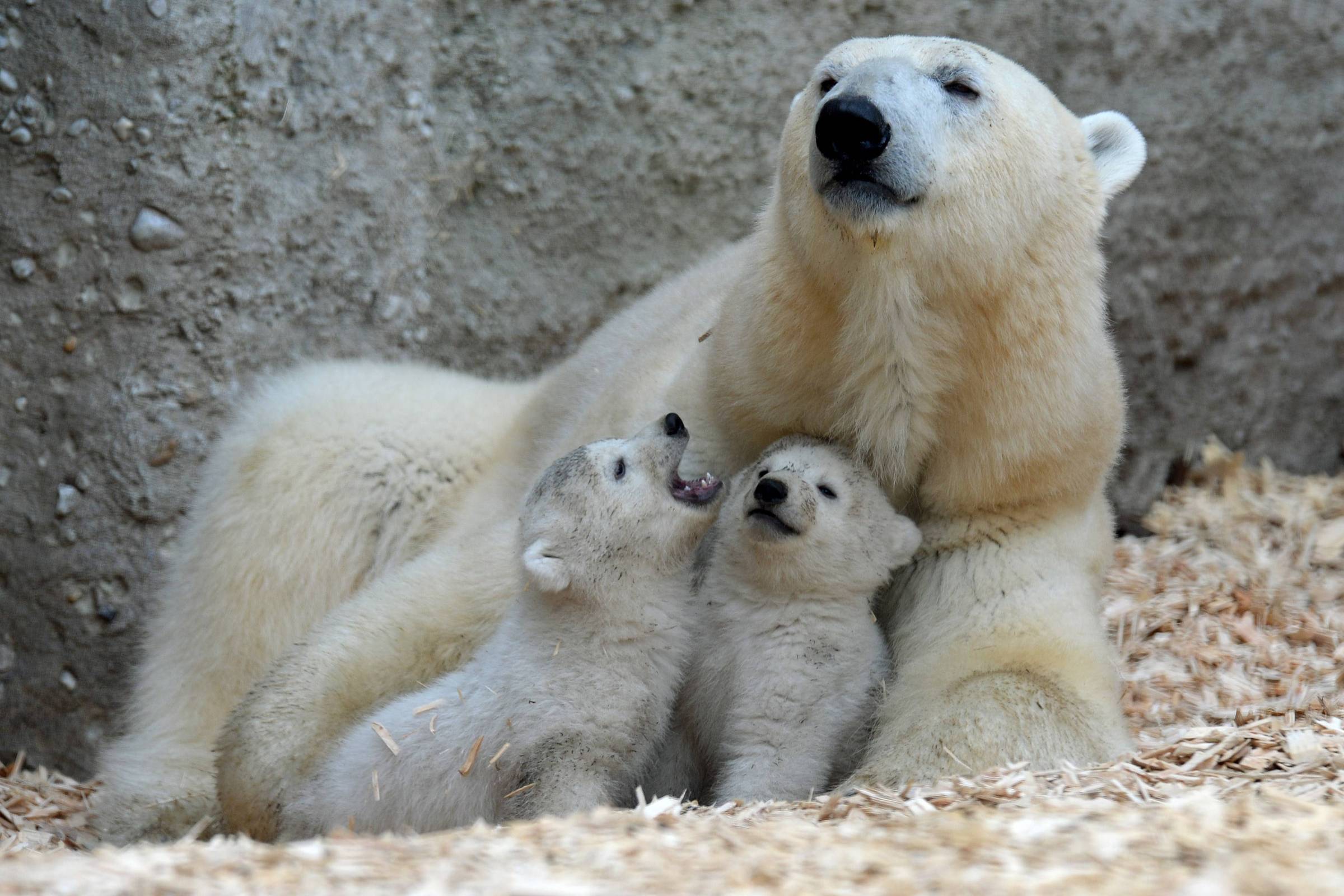 Memórias de um Urso-Polar”, Yoko Tawada