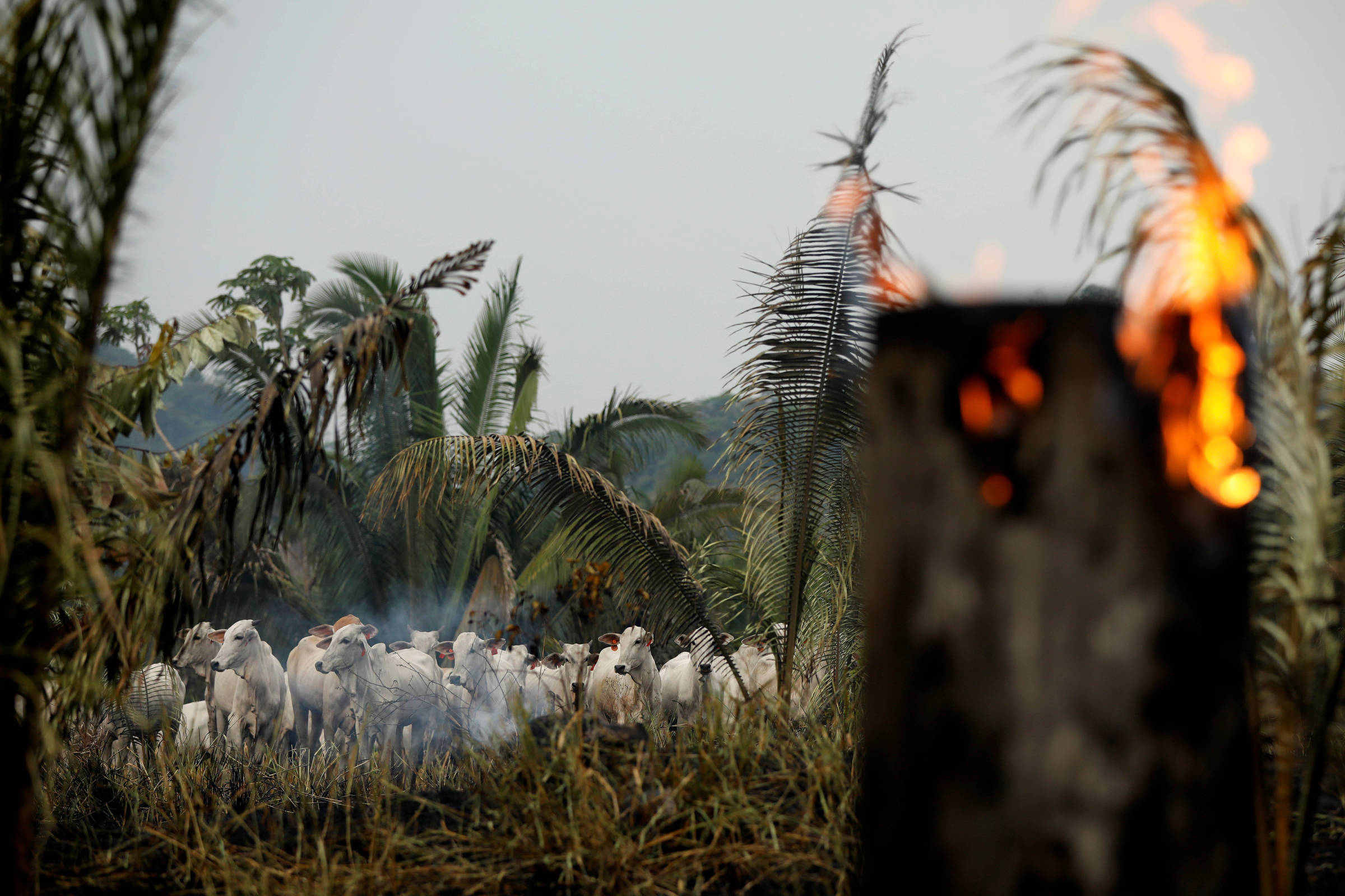 Desmatamento na Amazônia bate recorde e cresce 29,5% em 12 meses