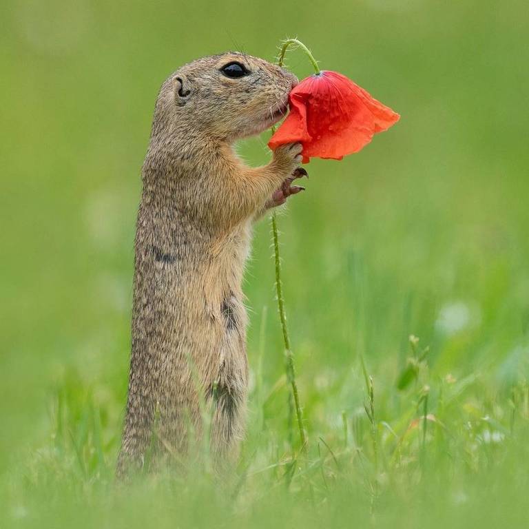 Esquilo cheirando flor 