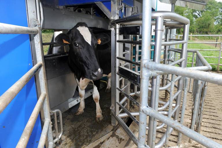 Vacas que emitem menos carbono em Trevarez, na França