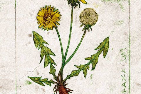 Ilustração sobre planta medicinal