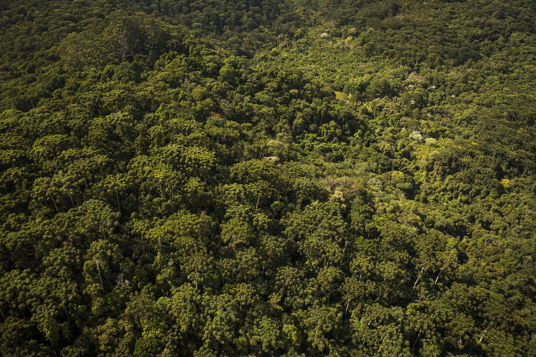 Área de mata atlântica na serra da Cantareira na zona norte de São Paulo. Entre suas diversidades de especies se pode observar diversas araucárias