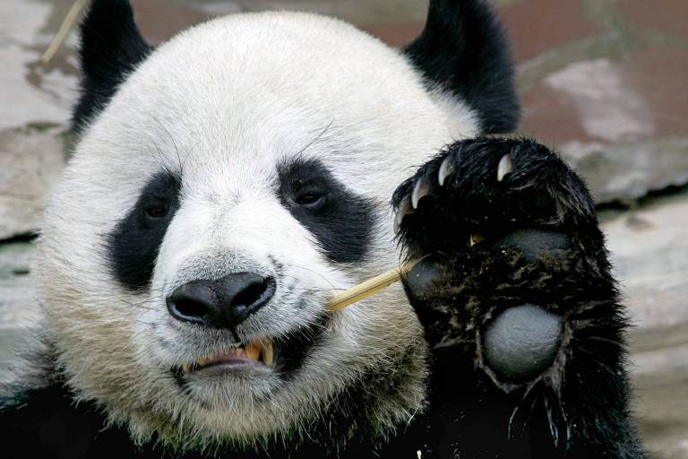 Panda Chuang Chuang, que morreu de causas ainda desconhecidas, em zoológico tailandês