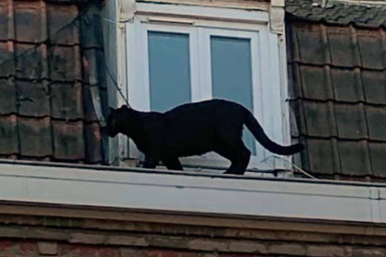 Uma pantera negra caminha sobre os telhados de Armentières