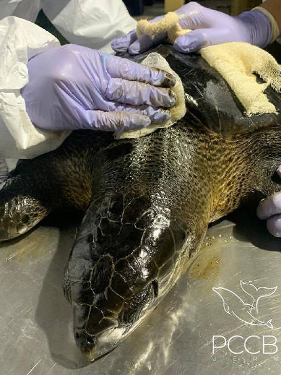 Tartaruga oliva encalhada no dia 23 de setembro recebendo os primeiros atendimentos de estabilização