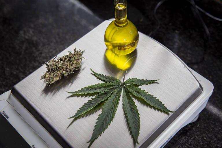 Diferentes formas da Cannabis, como planta e óleo