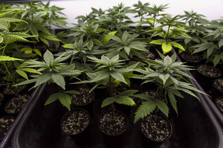 Governo quer regular plantio de Cannabis para fins medicinais no Brasil