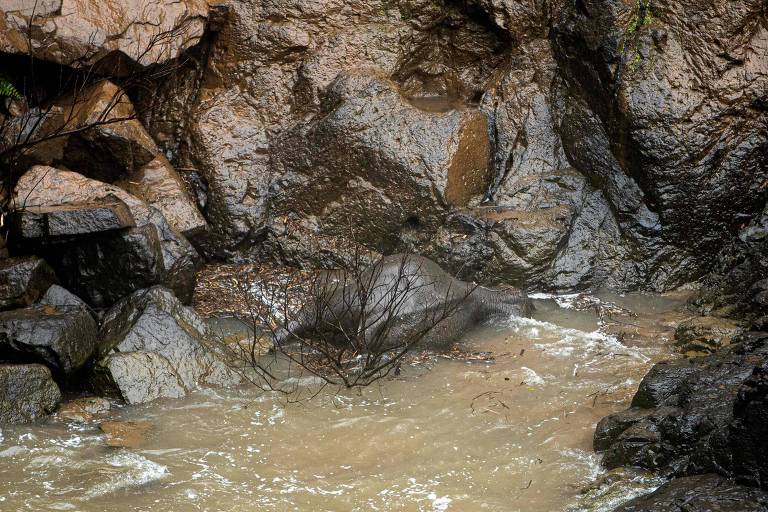 Seis elefantes morrem ao tentar salvar filhote em cachoeira na Tailândia