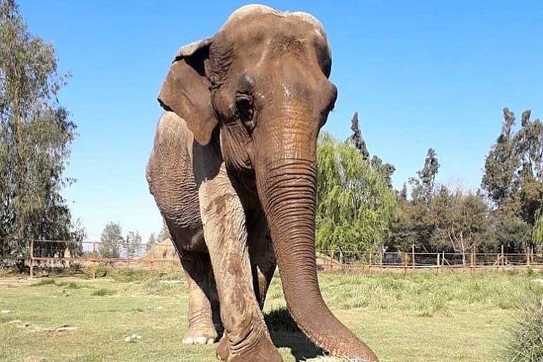 A elefanta Ramba em um parque no Chile