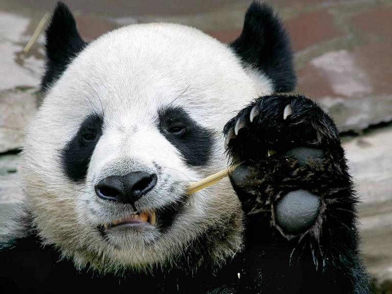 Panda Chuang Chuang, que morreu de causas ainda desconhecidas, em zoológico tailandês