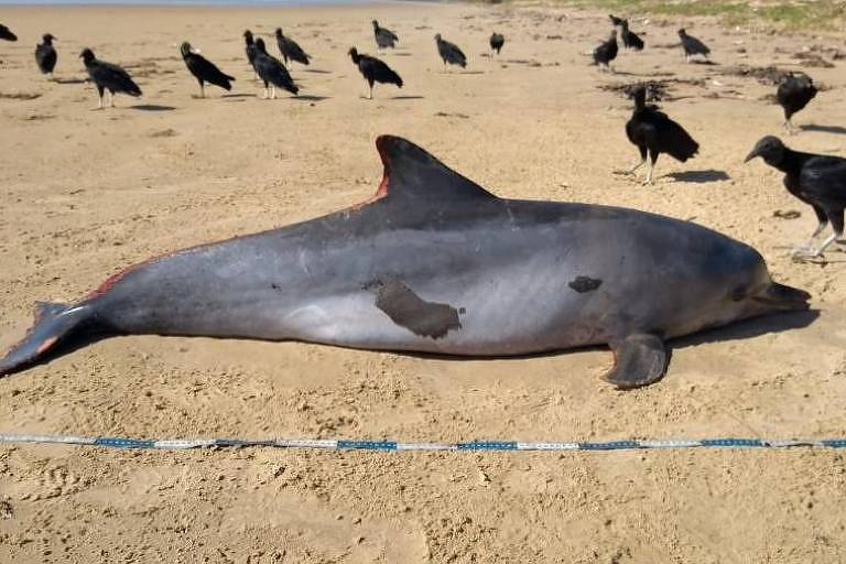  Golfinho é encontrado morto em praia no município de Feliz Deserto, no litoral sul de Alagoas